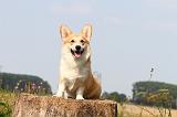 CORGI PEMBROKE 290